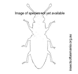 Monotoma quadricollis