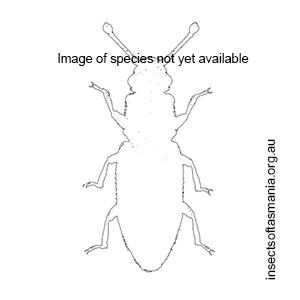 Monotoma quadricollis