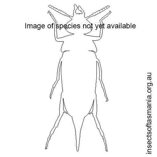 Species image
