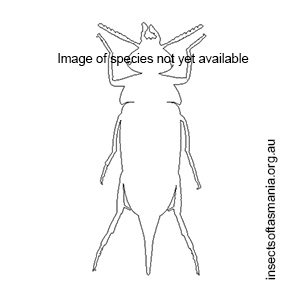 Paramordellistena exilis