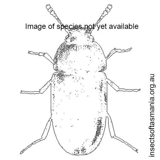 Species image