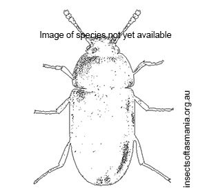 Litargops multiguttatus