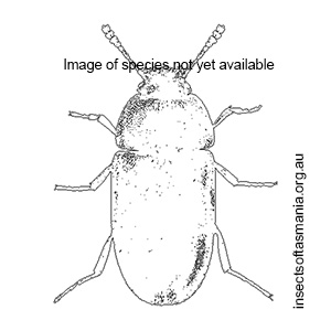 Litargops multiguttatus