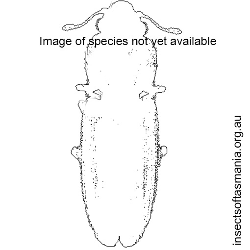 Species image