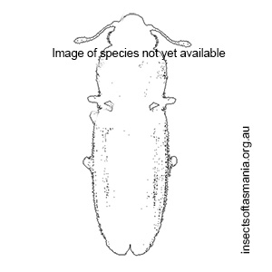 Myrabolia pelion