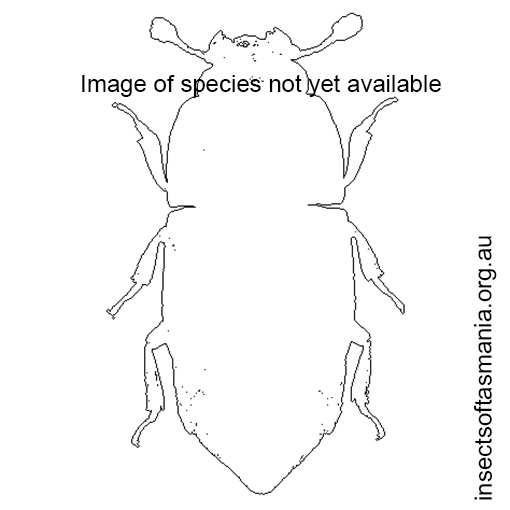 Species image