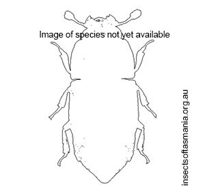 Brachypeplus basalis