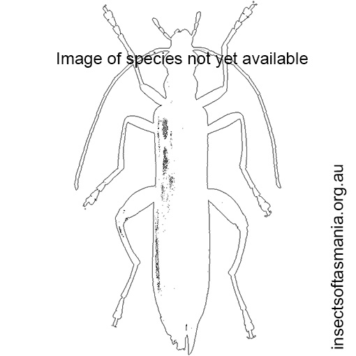 Species image