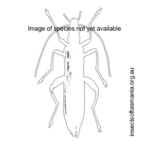 Pseudolycus marginatus