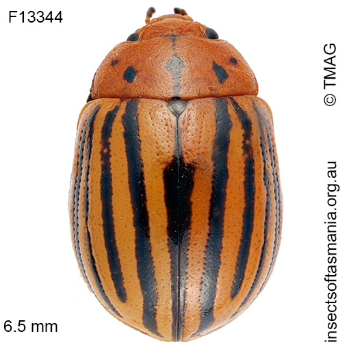 Species image