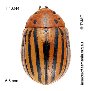 Paropsides nigrolineata