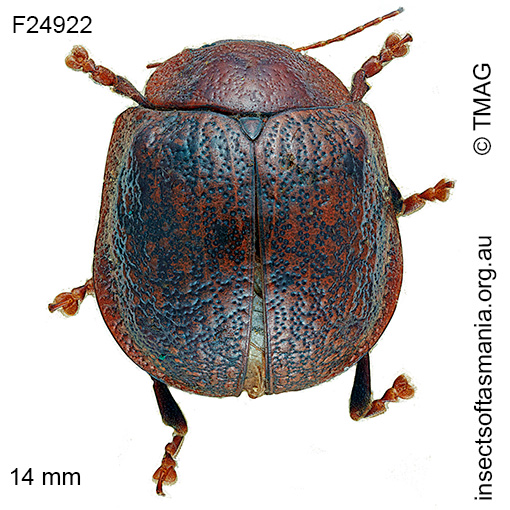 Species image
