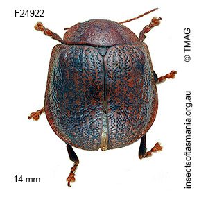 Paropsis tasmanica