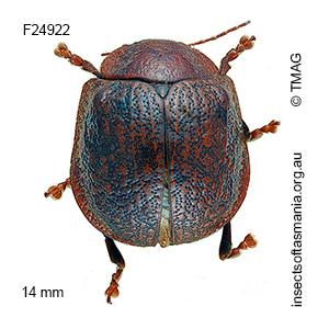 Paropsis tasmanica