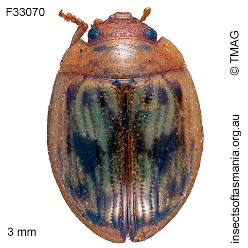 Species image