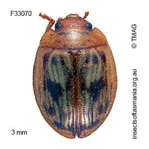 Peltoschema delicatula