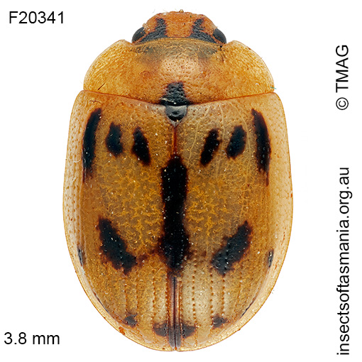 Species image