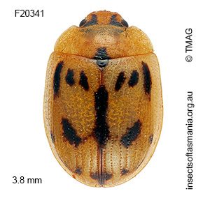 Peltoschema hamadryas