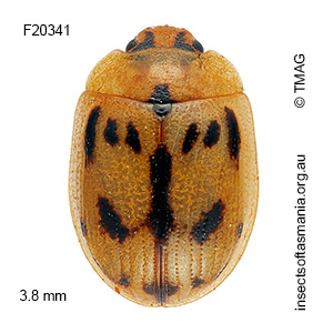 Peltoschema hamadryas