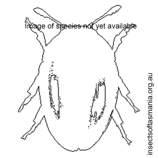 Species image