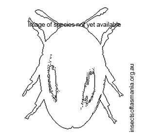 Litochrus frigidus