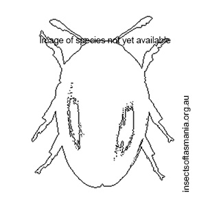 Parasemus suturellus