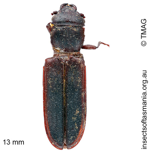 Species image