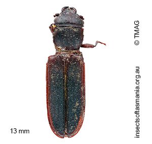 Platisus obscurus