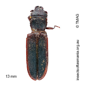 Platisus obscurus