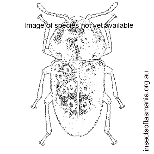 Species image