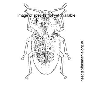 Priastichus crowsoni