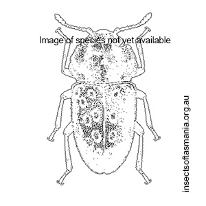 Priastichus crowsoni