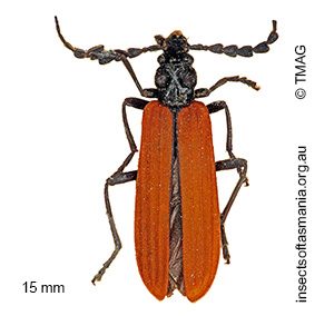Pseudolycus rufipennis