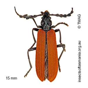 Pseudolycus rufipennis