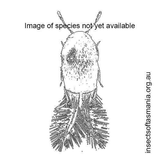 Species image