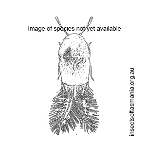 Ptenidium pusillum
