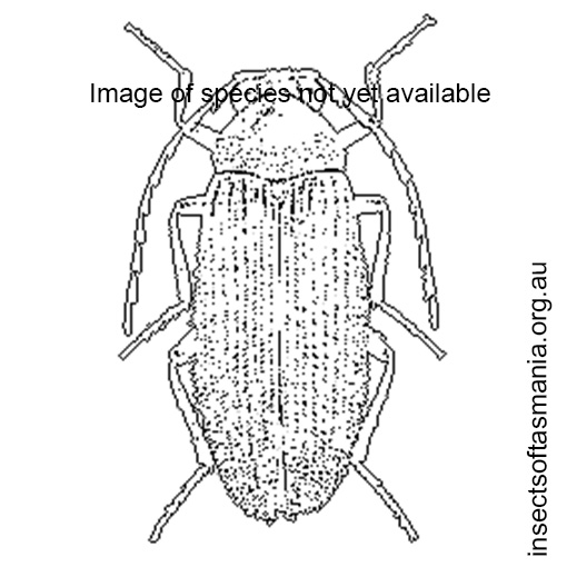 Species image