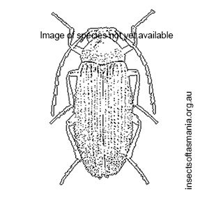 Byrrocryptus SEMMENS sp A