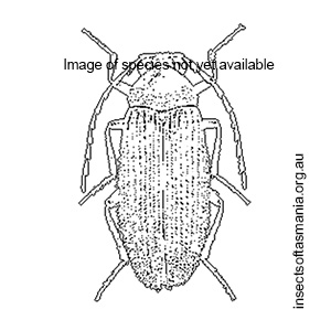 Byrrocryptus SEMMENS sp A