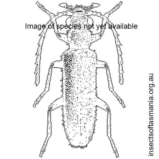 Species image