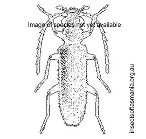 Temnopalpus niger