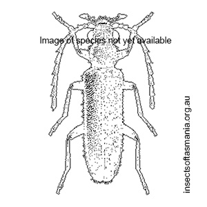 Temnopalpus niger
