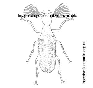 Nephrites nitidus