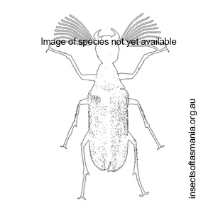 Rhipidioides nanus