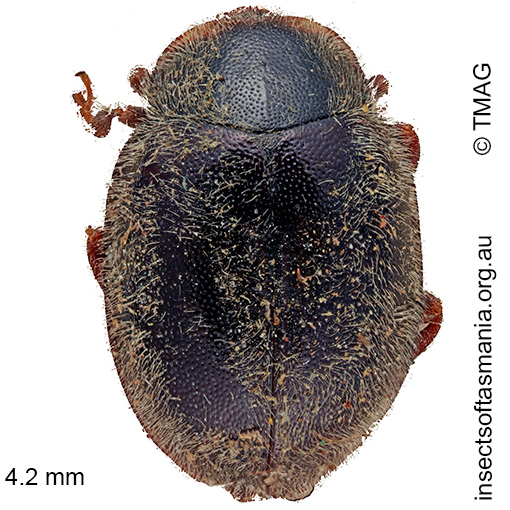 Species image