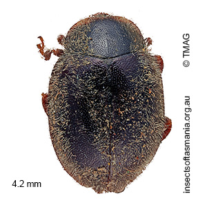 Rhyzobius discolor