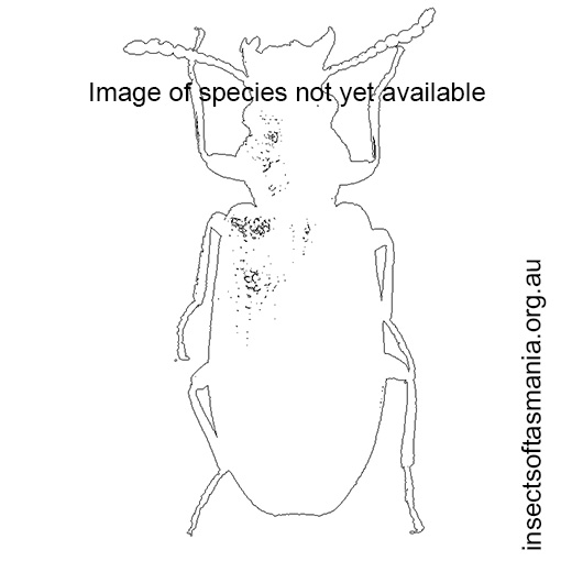 Species image