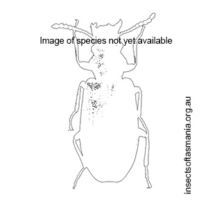 Notosalpingus variipennis