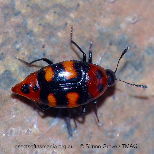 Species image