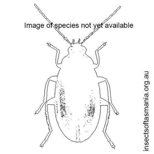Species image